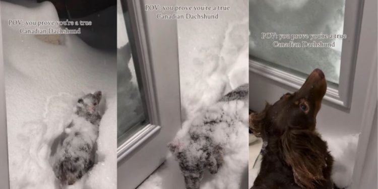 Video: Dog Proves She’s a ‘True Canadian Dachshund’
