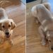 Puppy Is Still Learning How to Use His Legs in Adorable Video