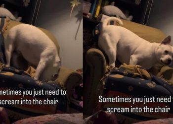 Video of Dog ‘Screaming’ Into the Chair Goes Viral