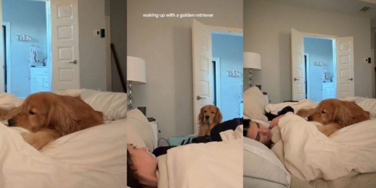 Video: Waking up With a Golden Retriever Can Often Look Like This
