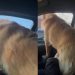 Video: 80 Lb Golden Retriever Thinks He’s Still a Lap Dog