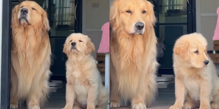 Video: Golden Retriever Siblings Go Viral for How Synchronized They Are