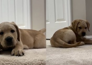 Video: Labrador Puppy Discovers Tail While Learning the Stairs