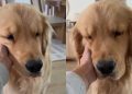 Video: Golden Retriever Is ‘Mushiest Baby’ After Nap