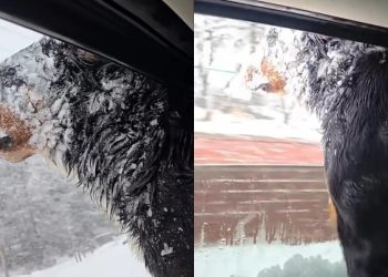 Video: Dog Makes Her Feelings About Snow Very, Very Clear