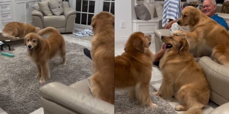 Video: Golden Retriever Mom’s Aggressive Zoomies Stopped by Her Daughter