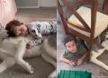 Video: Husky’s Love for Little Boy Doesn’t Need Words