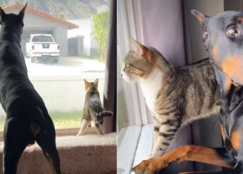 Video Shows Dog & Cat Unbelievably in Sync
