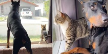 Video Shows Dog & Cat Unbelievably in Sync