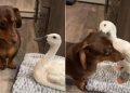 Video: Dog’s Favorite Thing to Do Is Annoy the Duck