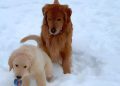 Video: Golden Retriever ‘Complains’ to Mom After Puppy Steals Ball