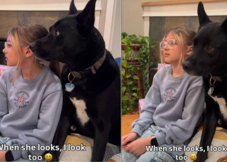 Video: Dog & Kid Look in the Same Direction at the Same Time