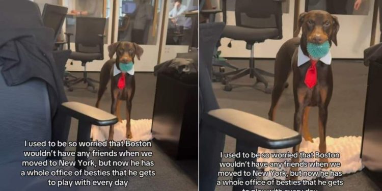 New York Dog Is Besties With Owner’s Office Mates in Adorable Video