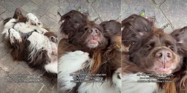 Video: Dog Wants to Be Where Grandma Is Instead of Going on a Walk