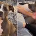 Dog Listens Closely When Dad Asks About Her ‘Boyfriend’