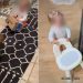 Labrador Delivers a Lesson in Patience With Toddler & Pizza