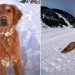 Video: Dog Gives ‘Olympics’ Worthy Performance in Snow