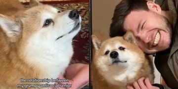 Senior Dog & Owner’s Boyfriend’s Interaction Goes Viral for a Reason