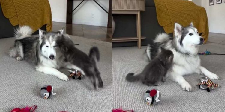 Husky Is a Gentle Big Brother to the Cat Every Time He Pounces