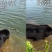 Video of 2 Dogs Figuring Out How to Catch a Floating Stick Will Brighten Your Feed
