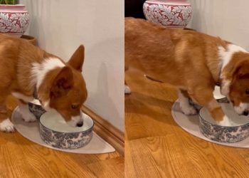Dog Drinks From His Bowl, Then Does Something Unexpected
