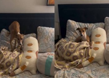 Dog Gives This Bedtime Activity His All in an Adorable Video