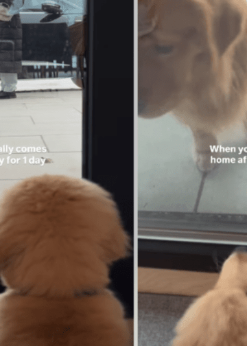 Golden Retriever Puppy Reacts to Furry Brother Coming Home After a Day