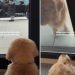 Golden Retriever Puppy Reacts to Furry Brother Coming Home After a Day