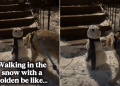 Video: Golden Retriever Steals Snowman’s Arm During Walk