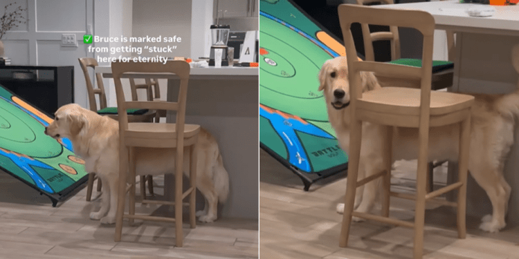 Video: Golden Retriever Complains After Getting Stuck in This Position