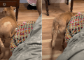 Video: Dog Reminds Owner Why She’s ‘Weird’
