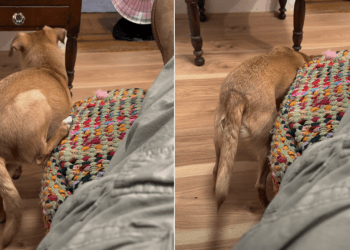 Video: Dog Reminds Owner Why She’s ‘Weird’