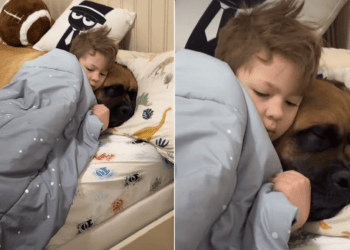 Big Dog & Tiny Human Share a Bed in Adorable Video