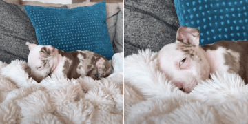 Rescue Puppy Caught Nestling in the Heated Blanket in Adorable Video