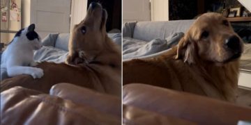 Video: Golden Retriever Reacts to Cat Scratching His Back for Him