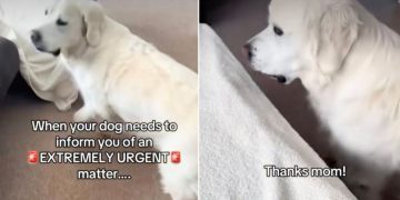 Video: Dog Surprises Owner With ‘Extremely Urgent Matter’