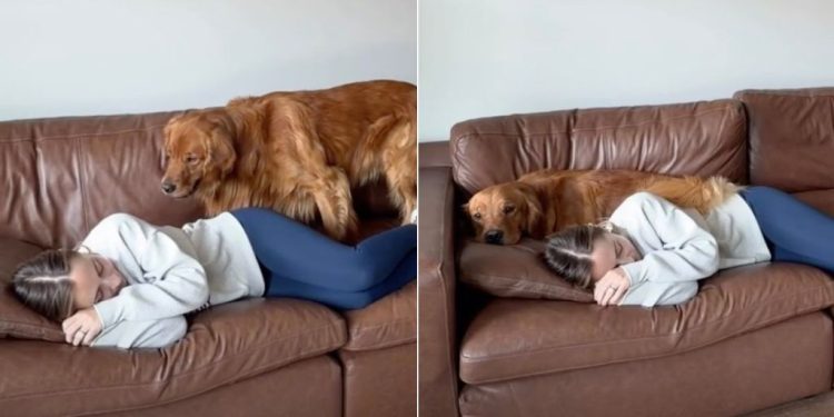 Golden Retriever Follows Owner on the Couch in Cute Video