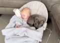 Video Captures Staffy Pup Wanting To Take a Nap With Baby