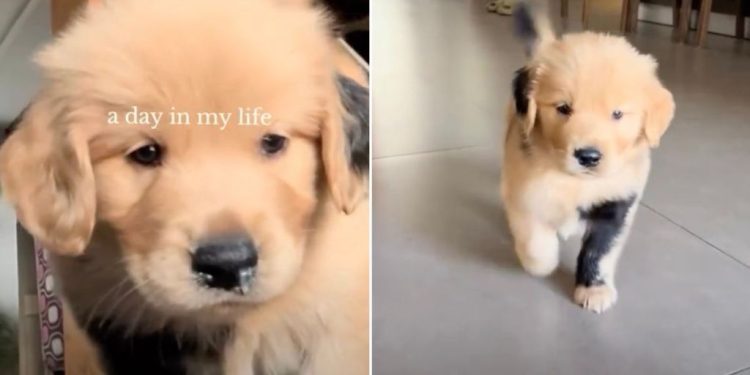 Video: Golden Retriever Puppy Goes Viral for His Unique Fur Design