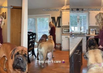 Mastiffs Go Viral for How They Spend Their Sunday Mornings