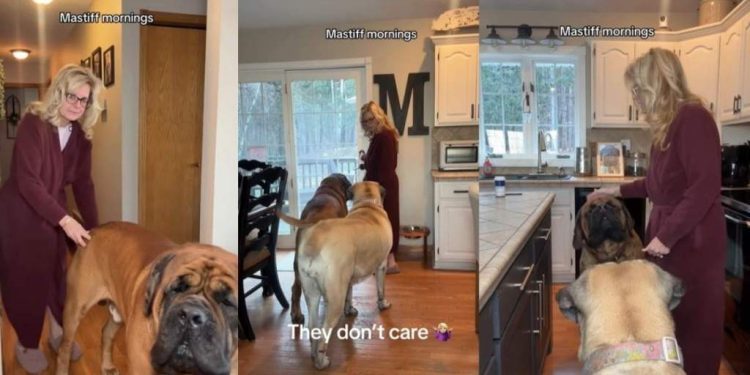 Mastiffs Go Viral for How They Spend Their Sunday Mornings