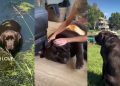 Video Shows Why It’s So Easy to Love This Labrador