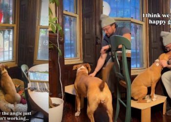 Video: Dog Keeps Reaching for Window Until Owner Builds the Perfect Solution