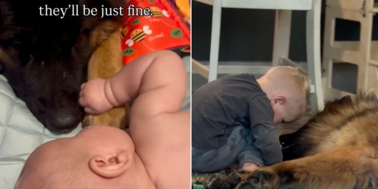 Video Shows How German Shepherd Adjusted to Newborn Baby