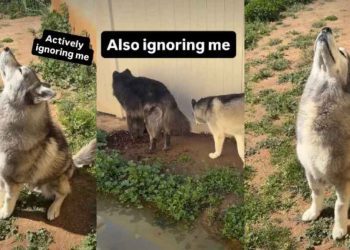 Dog ‘Actively’ Ignores Owner in Hilarious Video