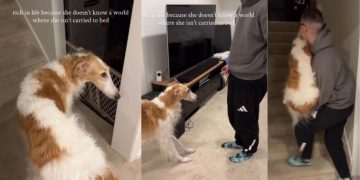 Video: This Dog Won’t Go to Bed Without Dad Carrying Her
