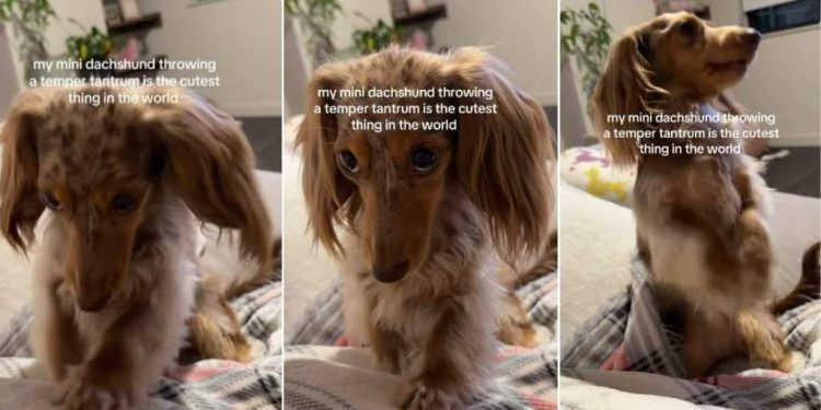 Video: Mini Dachshund Gets ‘Sassy & Shy’ With Temper Tantrums