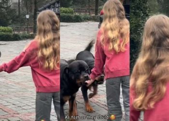Dogs Ran to the Kid as Soon as She Called Out to Them in Adorable Video