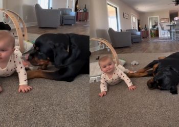 Video: Dog & Baby Are in Perfect Sync When They Flop