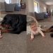 Video: Dog & Baby Are in Perfect Sync When They Flop